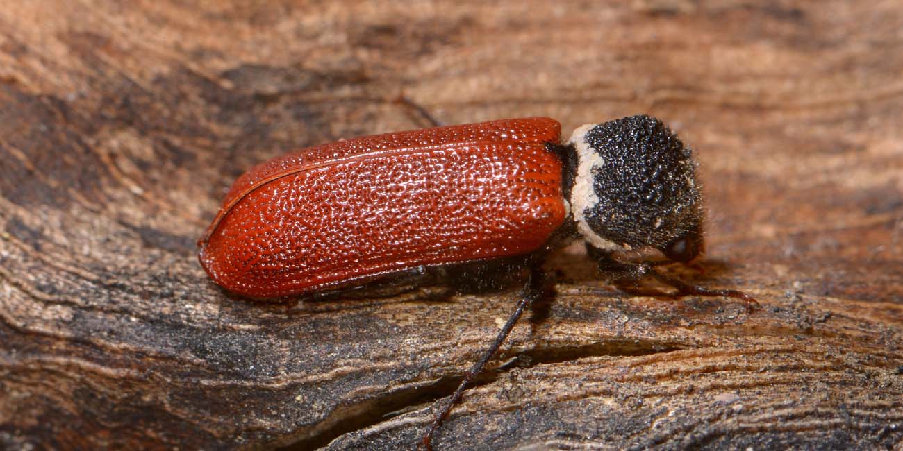 Bostrichidae: Bostrichus capucinus? S.